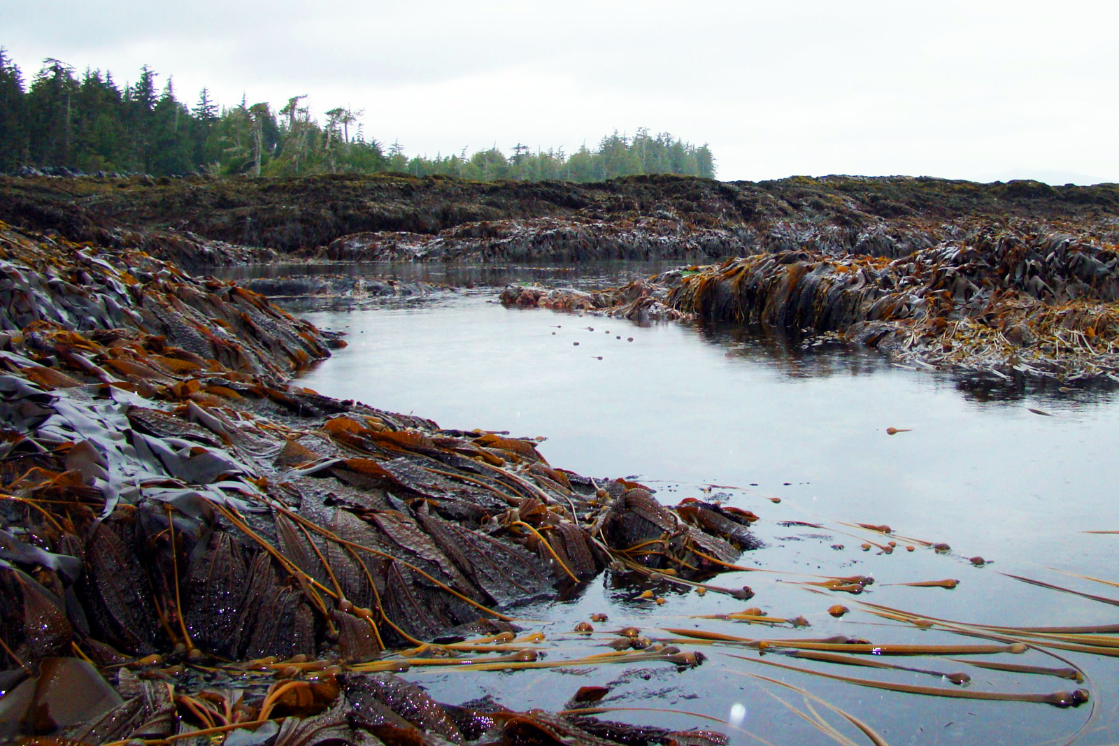 Kalumtraditionalterritory.jpg - Kitsumkalum, A Galts’ap (community) Of ...