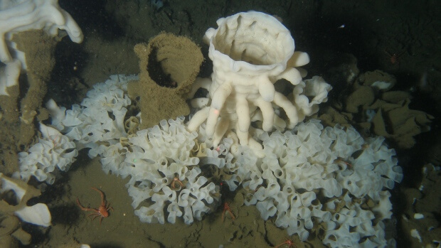 Kitsumkalum looking for signs of life in rare glass sponge reef on the Coast of Prince Rupert – Video & Audio interview