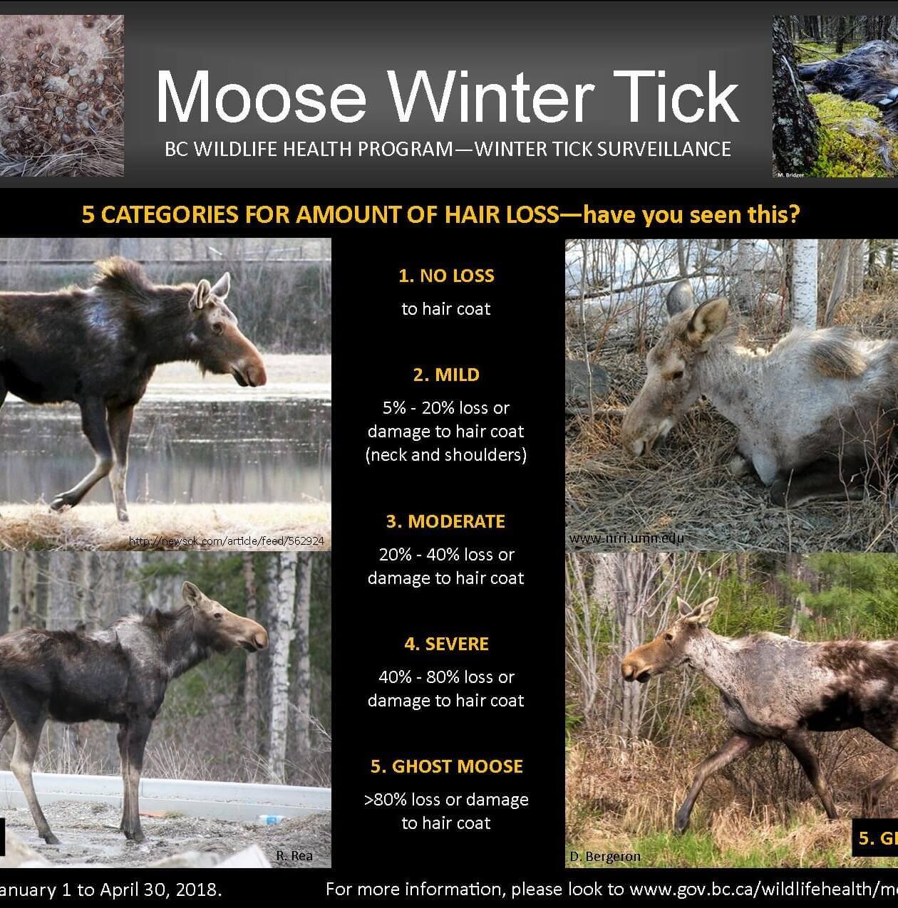 Moose Winter Tick Surveillance – Survey