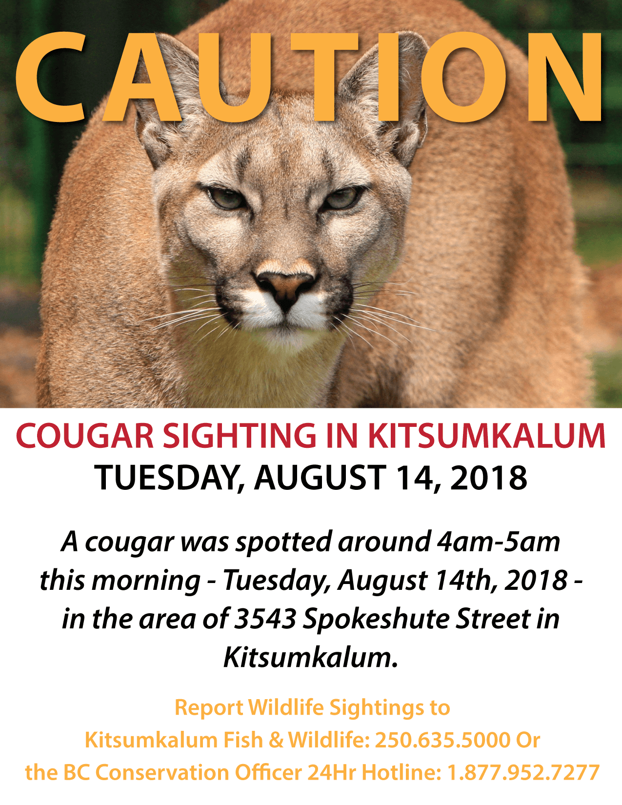 CAUTION: Cougar Sighting Spokeshute Street Kitsumkalum Aug 14