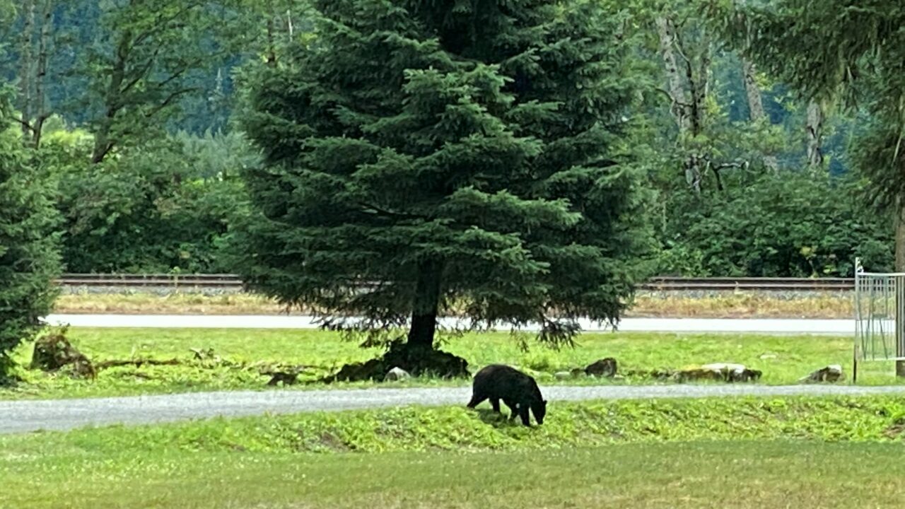 Kitsumkalum Kasiks Bears Around - Kitsumkalum, A Galts’ap (community ...