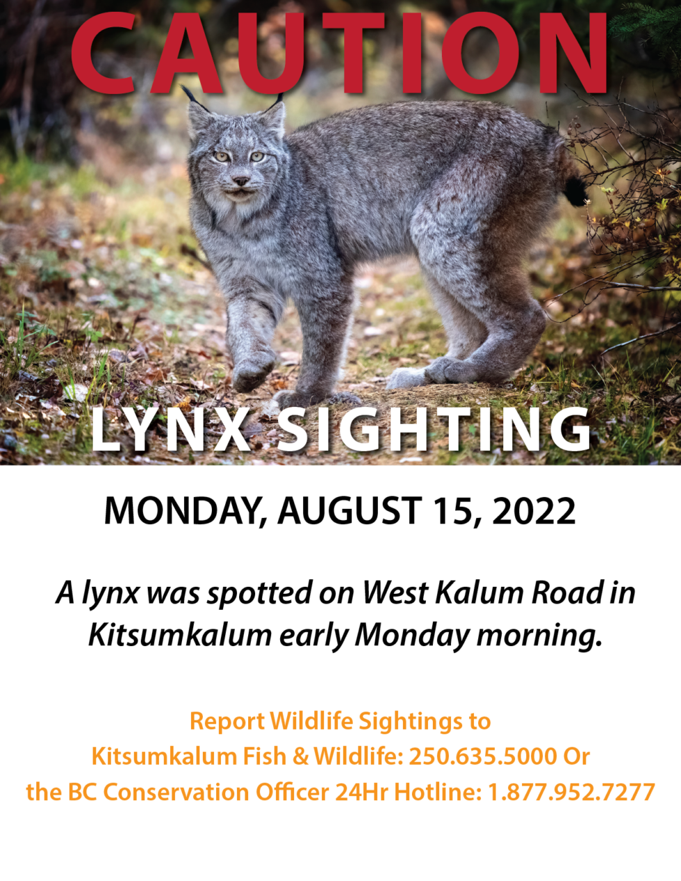 Lynx Sighting On West Kalum - Kitsumkalum, A Galts’ap (community) Of ...