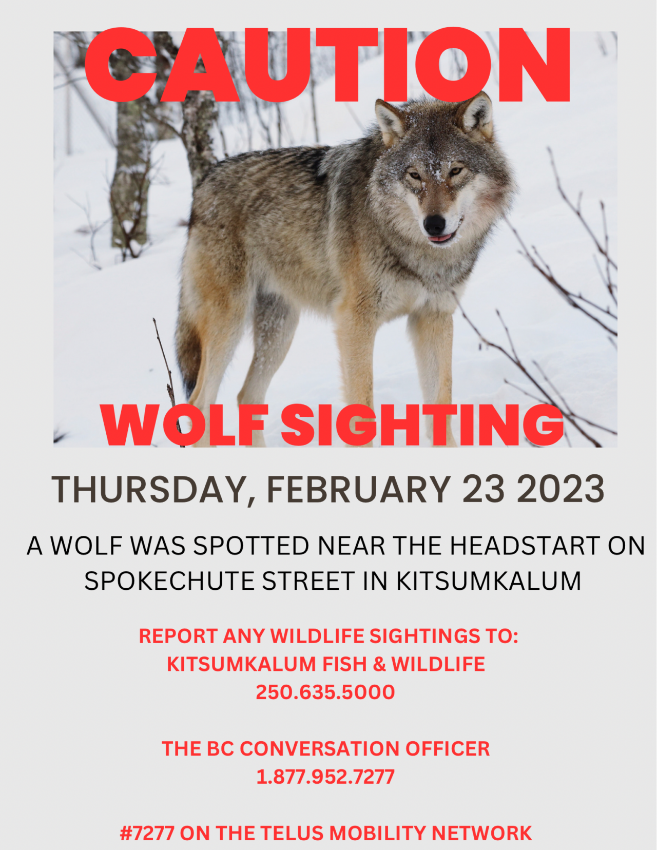 Wolf Sighting Uk 2025